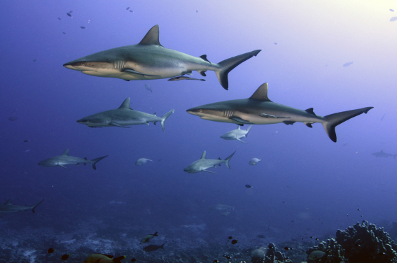 Grey reef shark, Carcharhinus amblyrhynchos, one of many species exploited for the shark fin trade. Photographed in French Polynesia where sharks are protected from commercial exploitation.
(Photo credit: Yvonne Sadovy 2018)